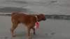 Penetapan Tersangka kepada Pria Pemasang Bendera di Leher Anjing, Dinilai Berlebihan
