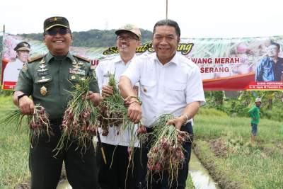 Pj Gubernur Banten Al Muktabar Panen Bawang Merah Bersama Danrem 064/MY dan Para Petani