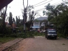 Bahayakan, Pohon Di Sektor 2 Bintaro Ditebang