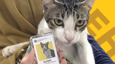 Punya Tugas Khusus, Kucing Ini Diangkat Jadi Pegawai di Ditjen Pajak