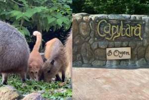 Oyen si Kucing Oren di Kebun Binatang Malaysia Dibuatkan Papan Nama Pribadi