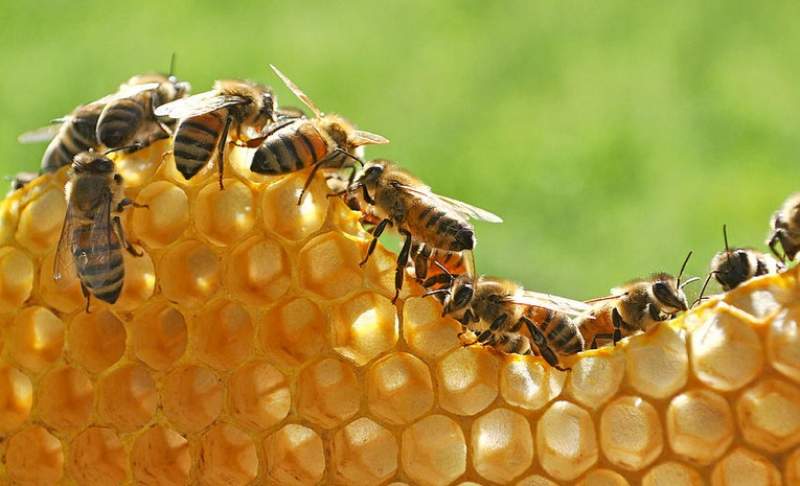 VIDIO: Merinding! Sarang Lebah Ini Bukan di Pohon, Melainkan di Atap Mobil