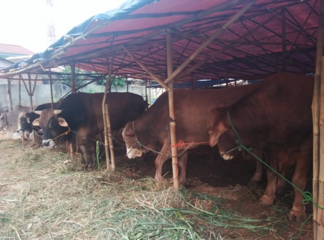 Kabid dinas pertanian dan Ketahanan pangan kota Tangsel Supratina Sri Nugraeni