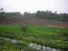 Puso, 351 Hektar Sawah di Banten