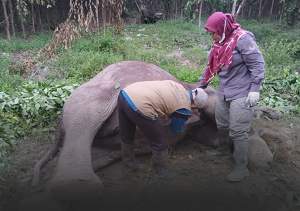 Gajah liar ditemukan mati di Taman Nasional Tesso Nilo. Diduga keracunan karena ada kantong gula merah di sekitarnya. (Foto: BBKSDA Riau) Ilustrasi: Aqila/dt