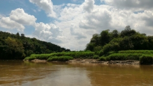 Restorasi Sungai, Tanaman Bambu Lebih Baik Untuk Bantaran dan Eco System Sungai