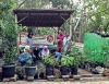 DKPP Kota Tangsel Mendorong Pemanfaatan Lahan Untuk Urban Farming