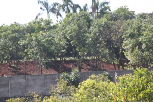  salah satu lahan di Kelurahan Perigi Baru yang akan terkena tol Cinrre-Serpong.