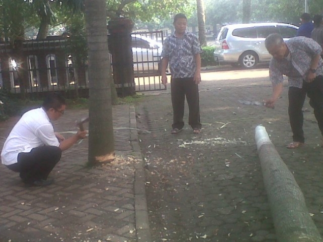 Beberapa pohon di halaman Kecamatan Pamulang ditebang atas perintah Camat baru.