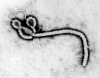 Dinkes Waspadai Virus Ebola