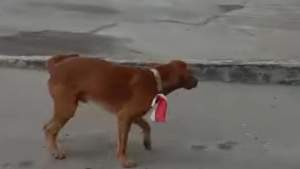 Anjing yang dikalungkan bendera merah putih. (Foto: tangkapan layar video viral)