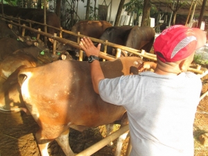 salah satu lapak penjualan hewan kurban di kawasan Pondok Aren yang akan di lakukan pengecekan kesehatannya