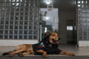 Anjing Maskot Polisi Jadi Selebgram