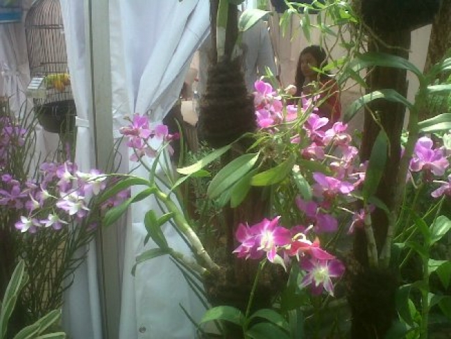 Bunga Anggrek yang di pamerkan sebagai icon kota Tangsel