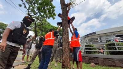 Pelanggar PSBB di Tangsel saat jalani sanksi sosial berupa manjat pohon