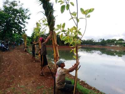  Sejumlah anak buah Kimpo, saat menanam dan merapihkan pohon yang ditanam dibantaran Situ Perigi, Pondok Aren.
