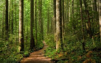 21 Maret 2025 Diperingati sebagai Hari Hutan Sedunia