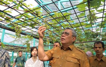 Benyamin Sambut Panen Perdana Bawang Merah Varietas Batu di Tangsel, Hasil Uji Coba Pupuk Bio-Organik Tuai Hasil Positif