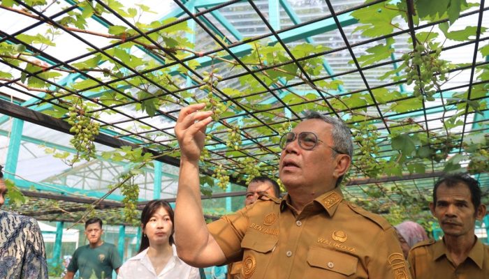 Benyamin Sambut Panen Perdana Bawang Merah Varietas Batu di Tangsel, Hasil Uji Coba Pupuk Bio-Organik Tuai Hasil Positif